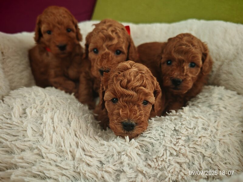 Puisori Toy Poodle cauta familii