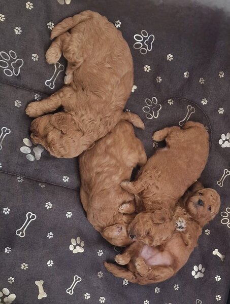 Puisori Toy Poodle cauta familii