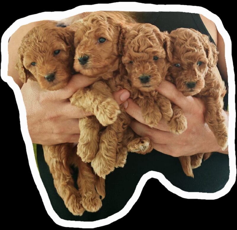 Puisori Toy Poodle cauta familii