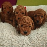 Puisori Toy Poodle cauta familii